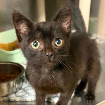 Leaf -  Domestic Short Hair Cat for Adoption in Concord, North Carolina - Leaf | PetCurious