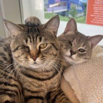 Castor and Pollux -  Domestic Short Hair Cat for Adoption in Pontiac, Michigan - Castor And Pollux | PetCurious