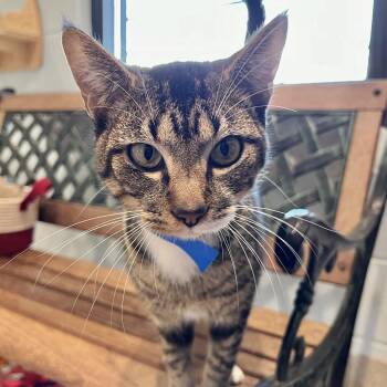 Domestic Short Hair Cats Available for Adoption - Scamp | PetCurious