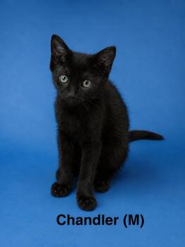 Chandler -  Siamese Cat for Adoption in Avondale, Pennsylvania - Chandler | PetCurious