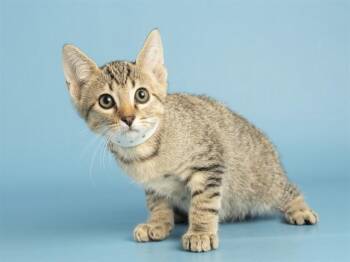 LEE -  Domestic Short Hair Cat Available for Adoption in Phoenix, Arizona - LEE | PetCurious