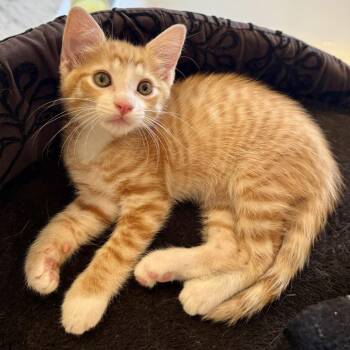 Martin -  Domestic Short Hair Cat for Adoption in Sarasota, Florida - Martin | PetCurious