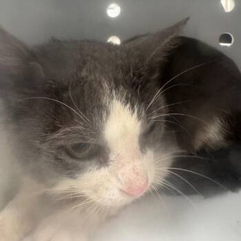 Feral Bandit -  Domestic Short Hair Cat for Adoption in Columbiana, Alabama - Feral Bandit | PetCurious