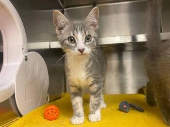 BOOP -  Domestic Medium Hair Cat for Adoption in Fort Wayne, Indiana - BOOP | PetCurious