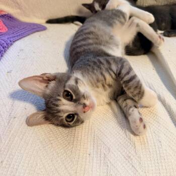 Fennel -  Domestic Short Hair Cat for Adoption in Durham, North Carolina - Fennel | PetCurious