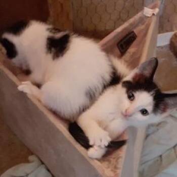 Dotson -  Domestic Short Hair Cat for Adoption in Richmond, Virginia - Dotson | PetCurious