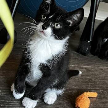 Domestic Short Hair Cats Available for Adoption in Tallahassee, Florida - BOOMER | PetCurious