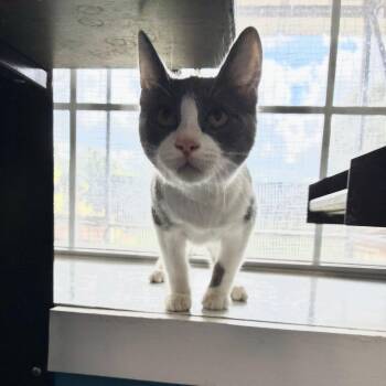 Terry Fying -  Domestic Short Hair Cat for Adoption in Carencro, Louisiana - Terry Fying | PetCurious