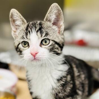 Blossom  -  Domestic Short Hair Cat Available for Adoption in Jackson Township, New Jersey - Blossom  | PetCurious