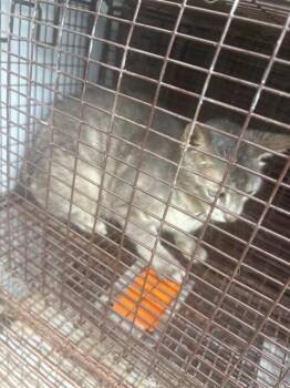 A659042 -  Domestic Short Hair Cat for Adoption in Houston, Texas - A659042 | PetCurious