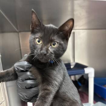 Kuro -  Domestic Short Hair Cat for Adoption in Lakeland, Florida - Kuro | PetCurious