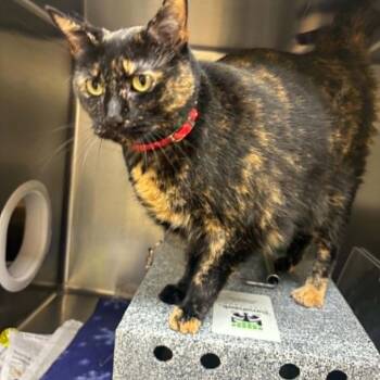 Mia -  Domestic Medium Hair Cat for Adoption in Winston-salem, North Carolina - Mia | PetCurious