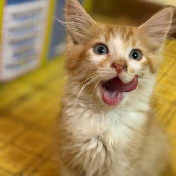 Natcho -  Domestic Long Hair and American Bobtail Cat for Adoption in Dysart, Iowa - Natcho | PetCurious