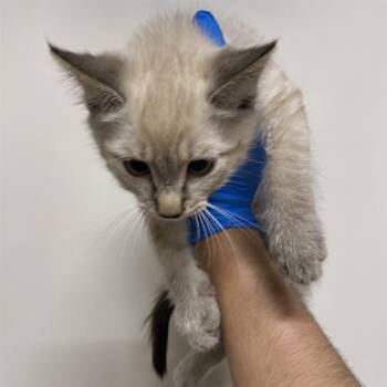 A611281 -  Domestic Short Hair Cat for Adoption in Modesto, California - A611281 | PetCurious