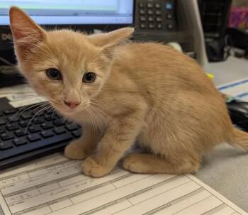 Barney A216931 -  Domestic Short Hair Cat for Adoption in Plano, Texas - Barney A216931 | PetCurious