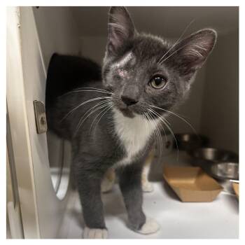 Loid -  Domestic Short Hair Cat for Adoption in Dearborn, Michigan - Loid | PetCurious