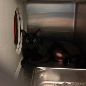 Barn Cat -  Domestic Short Hair Cat for Adoption in Council Bluffs, Iowa - Barn Cat | PetCurious
