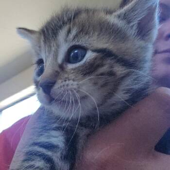 Clip -  Domestic Short Hair Cat for Adoption in Klamath Falls, Oregon - Clip | PetCurious