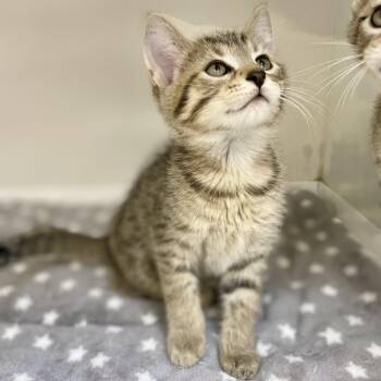Sprigatito -  Domestic Short Hair Cat for Adoption in Champaign, Illinois - Sprigatito | PetCurious