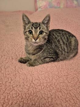 Ice Cream (bonded with Sushi) -  Domestic Short Hair Cat for Adoption in Pickering, Ontario - Ice Cream (bonded With Sushi) | PetCurious
