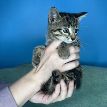 Domestic Short Hair Cats Available for Adoption in San Antonio, Texas - Champagnie | PetCurious
