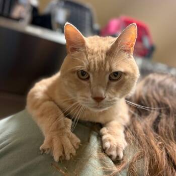 Arctic -  Domestic Short Hair Cat for Adoption in York, Pennsylvania - Arctic | PetCurious