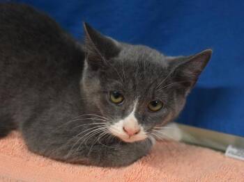 Baby -  Domestic Short Hair Cat for Adoption in Portland, Oregon - Baby | PetCurious