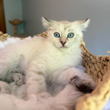 Khloe Kardashian -  Domestic Medium Hair and Siamese Cat for Adoption in Bloomington, Illinois - Khloe Kardashian | PetCurious