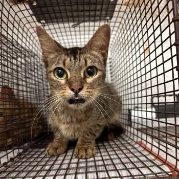 Savannah -  Domestic Short Hair Cat for Adoption in Edinburg, Texas - Savannah | PetCurious