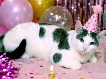 Tom -  Domestic Short Hair Cat for Adoption in Great Neck, New York - Tom | PetCurious