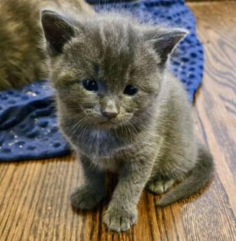Hendry -  Domestic Short Hair Cat for Adoption in Vaughan, Ontario - Hendry | PetCurious