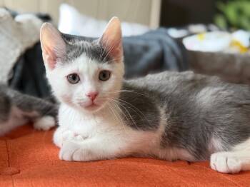 Dipper -  Domestic Short Hair Cat for Adoption in Murfreesboro, Tennessee - Dipper | PetCurious