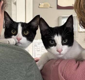 Gromit/Evie - Bonded Pair -  Domestic Short Hair Cat for Adoption in East Brookfield, Massachusetts - Gromit/Evie - Bonded Pair | PetCurious