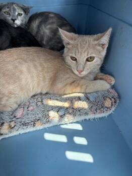Archie -  Domestic Short Hair Cat for Adoption in Gillette, Wyoming - Archie | PetCurious