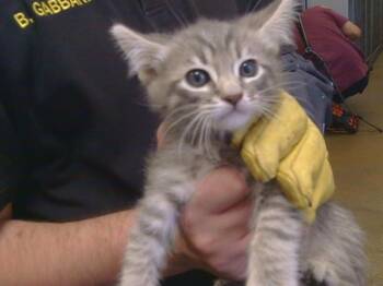 URUGUAY -  Domestic Short Hair Cat for Adoption in Sacramento, California - URUGUAY | PetCurious