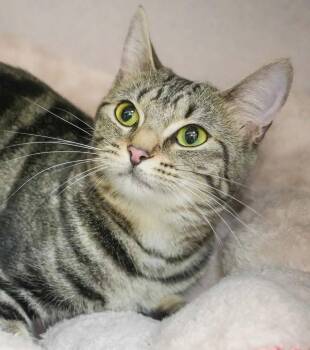 Rescue Bengal and Tabby Cats for Adoption in Bedford Hills, New York - Click Clack Is A Delight! Swirls And Kisses N