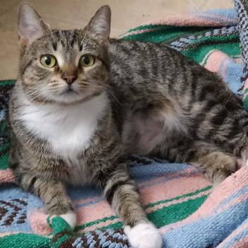 Domestic Short Hair Cats Available for Adoption - Louise | PetCurious