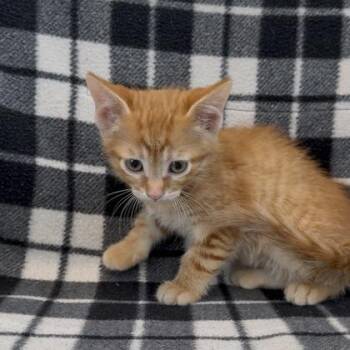 Blaze (SGN) -  Domestic Short Hair Cat Available for Adoption in Janesville, Wisconsin - Blaze (SGN) | PetCurious
