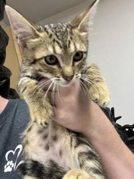 Theremin -  Domestic Short Hair Cat for Adoption in Sacramento, California - Theremin | PetCurious