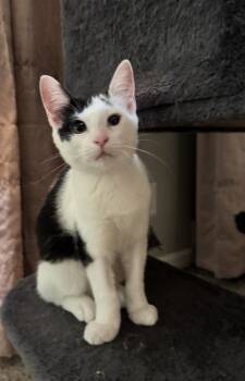 Simon - SR -  Domestic Short Hair Cat for Adoption in Greenville, South Carolina - Simon - SR | PetCurious