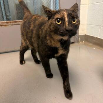 Domestic Short Hair Cats Available for Adoption in Roanoke, Virginia - Goose | PetCurious