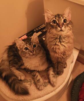 Willow & Wisteria -  Maine Coon and Domestic Medium Hair Cat for Adoption in Absecon, New Jersey - Willow & Wisteria | PetCurious