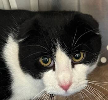 Rescue Scottish Fold Cats for Adoption in Grand Junction, Colorado - Cadberry | PetCurious