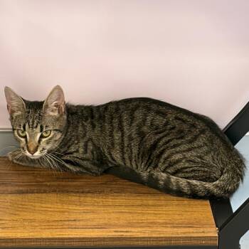Ivy -  Domestic Short Hair Cat Available for Adoption in Boston, Massachusetts - Ivy | PetCurious