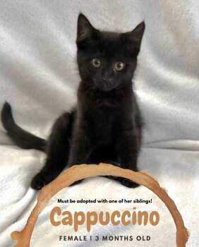 Cappuccino - MUST BE ADOPTED WITH A SIBLING -  Domestic Short Hair Cat for Adoption in Mcdonald, Pennsylvania - Cappuccino - MUST BE ADOPTED WITH A SIBLING | PetCurious