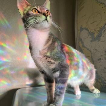 Rescue Tabby Cats for Adoption in Eugene, Oregon - Cat Steven | PetCurious