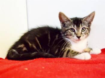 Domestic Short Hair Cats Available for Adoption - ELLIE | PetCurious