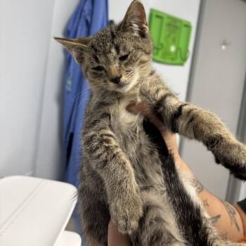 Gas -  Domestic Short Hair Cat for Adoption in Indianapolis, Indiana - Gas | PetCurious