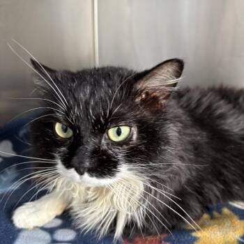 Domestic Long Hair Cats Available for Adoption - Pokey | PetCurious