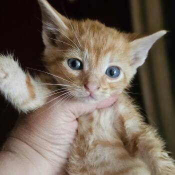 Bramble -  Domestic Short Hair Cat for Adoption in Waco, Texas - Bramble | PetCurious